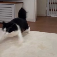 前足を広げながら画面の外へ逃げ出そうとする猫