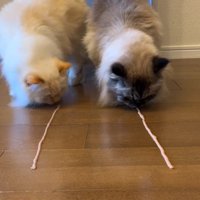 床のフードを食べる2匹の猫