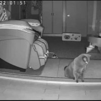 ペットカメラに映る猫の姿