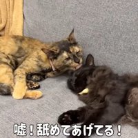 近くで昼寝をする猫達