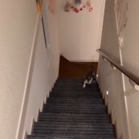 階段をのぼってくる猫1