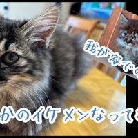 成長した子猫