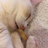 口を開けて寝ている猫の顔