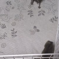 見合う2匹の猫