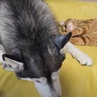 犬と子猫