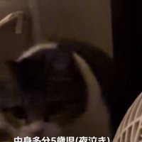 ママに向かって歩くキジ白猫