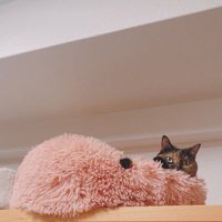 猫ベッドにいる猫