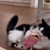 転がりながらぬいぐるみを掴む猫