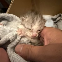 小さくて弱々しい子猫