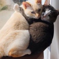 抱き合ってこちらを見る猫たち