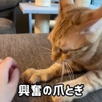 ソファで爪とぎする猫
