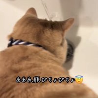 頭に水がかかっている猫
