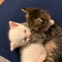 顔を寄せながらじゃれ合う2匹