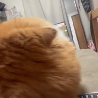 子猫を抱きしめる成猫