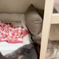 台に向かう猫
