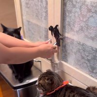戸棚の取っ手に手をかける飼い主