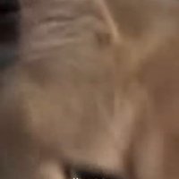猫の目ドアップ