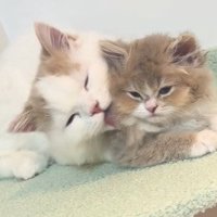 仲良く寄り添う兄妹猫