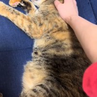 再び撫でられる猫