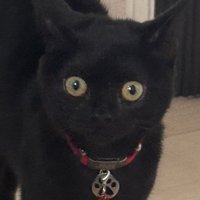 黒猫の子猫の驚いた表情のドアップ
