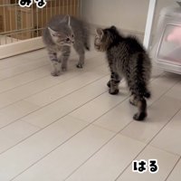 喧嘩する子猫