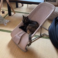 ベビーチェアに座る猫