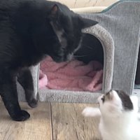 黒猫に気づいて驚く子猫
