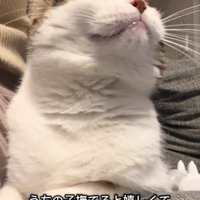 撫でられる猫