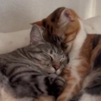 寄り添う猫たち