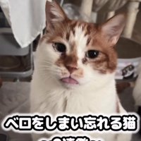 舌を出している猫