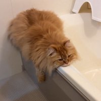 お風呂場で脱力している猫