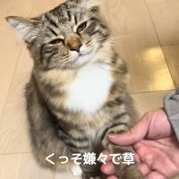 半目で左前足を掴まれている猫