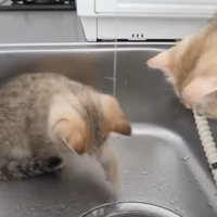 パンチする子猫