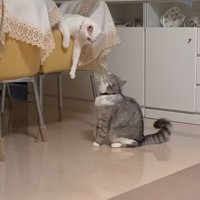 椅子に乗っている猫とけんかをするアメリカンカールの猫