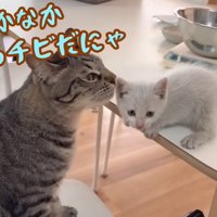 先住猫に嗅がれる子猫