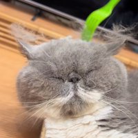 頭をほぐされる猫