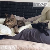 先住猫の上に乗っている猫