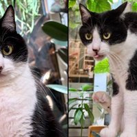 同一に見えない猫の写真2枚