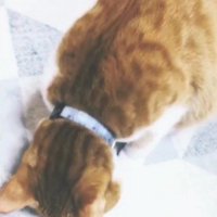 おやつを食べる猫