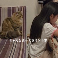 お座りしている猫