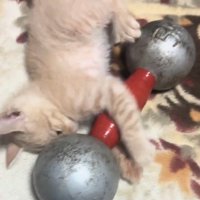 ダンベルに抱きつく猫