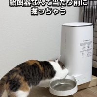 給餌器を掘る猫