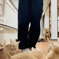 投稿主さんのごはんの準備が待ちきれず騒ぐ子猫たち