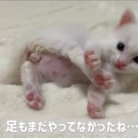 横になって毛づくろいしている子猫