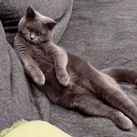 セクシーポーズをする猫