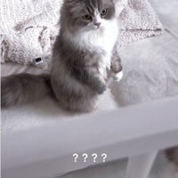 ベビーベッドの横から赤ちゃんを見ている猫
