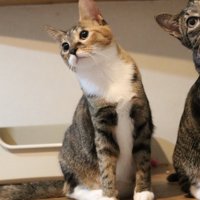 左側を向いている左端の猫