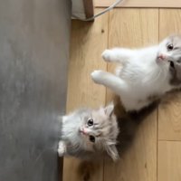 後足で立っておやつをほしがる2匹のミヌエットの子猫