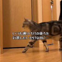 しっぽを立てて廊下を歩くジャックくん