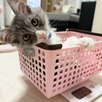 上目遣いの子猫